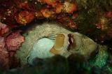 2009-09-08 13-27-02Li